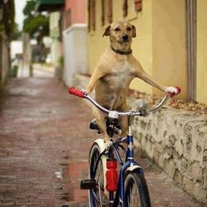 Fundraising Page: Lee Coddens